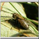 Pollenia sp - Fleischfliege w03.jpg